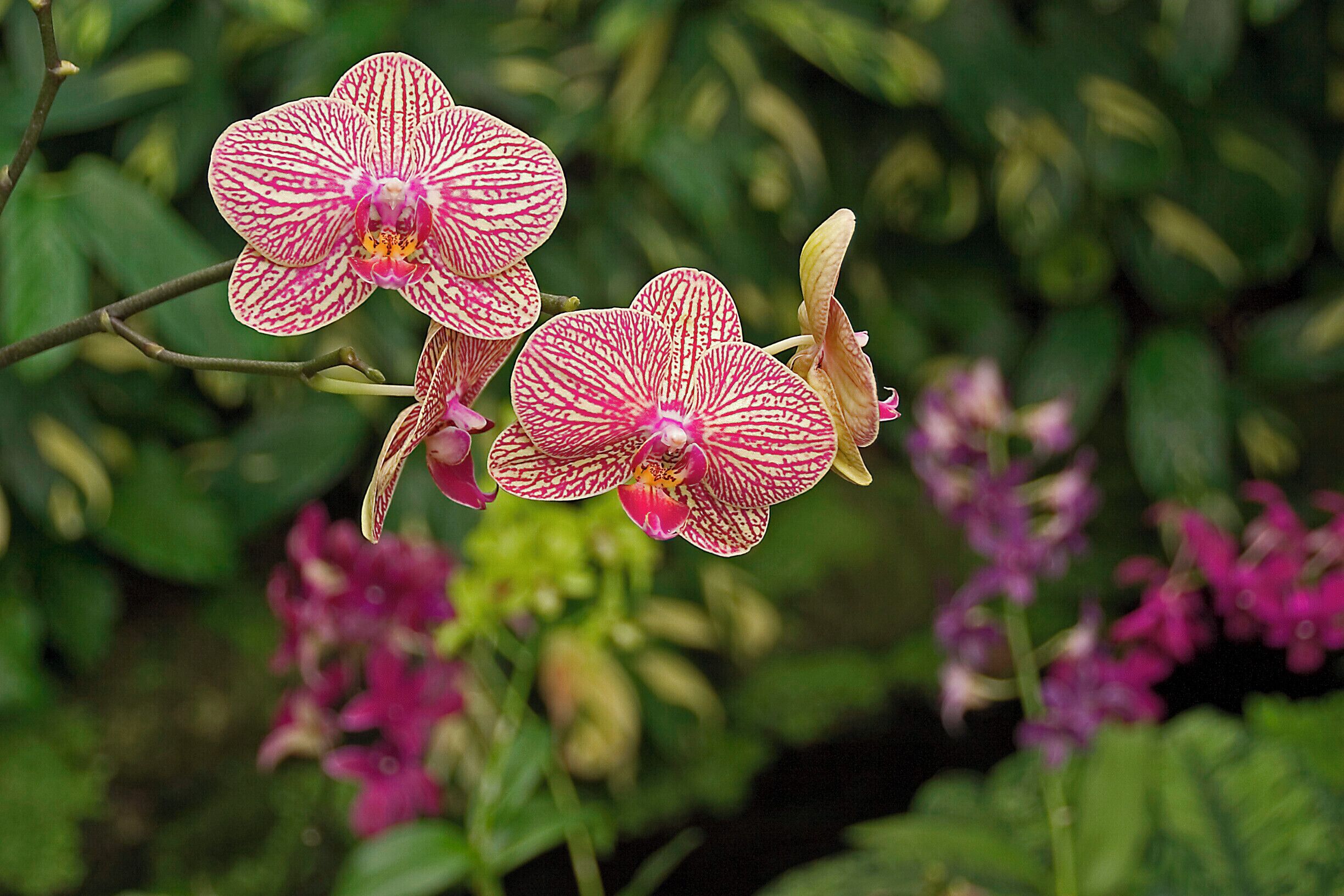 A pair of orchids