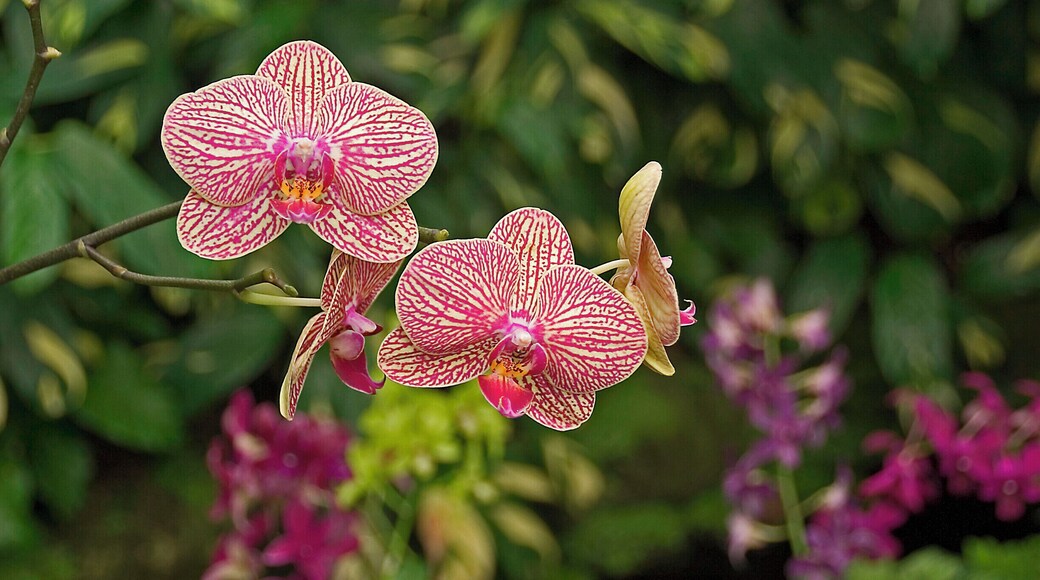 A pair of orchids