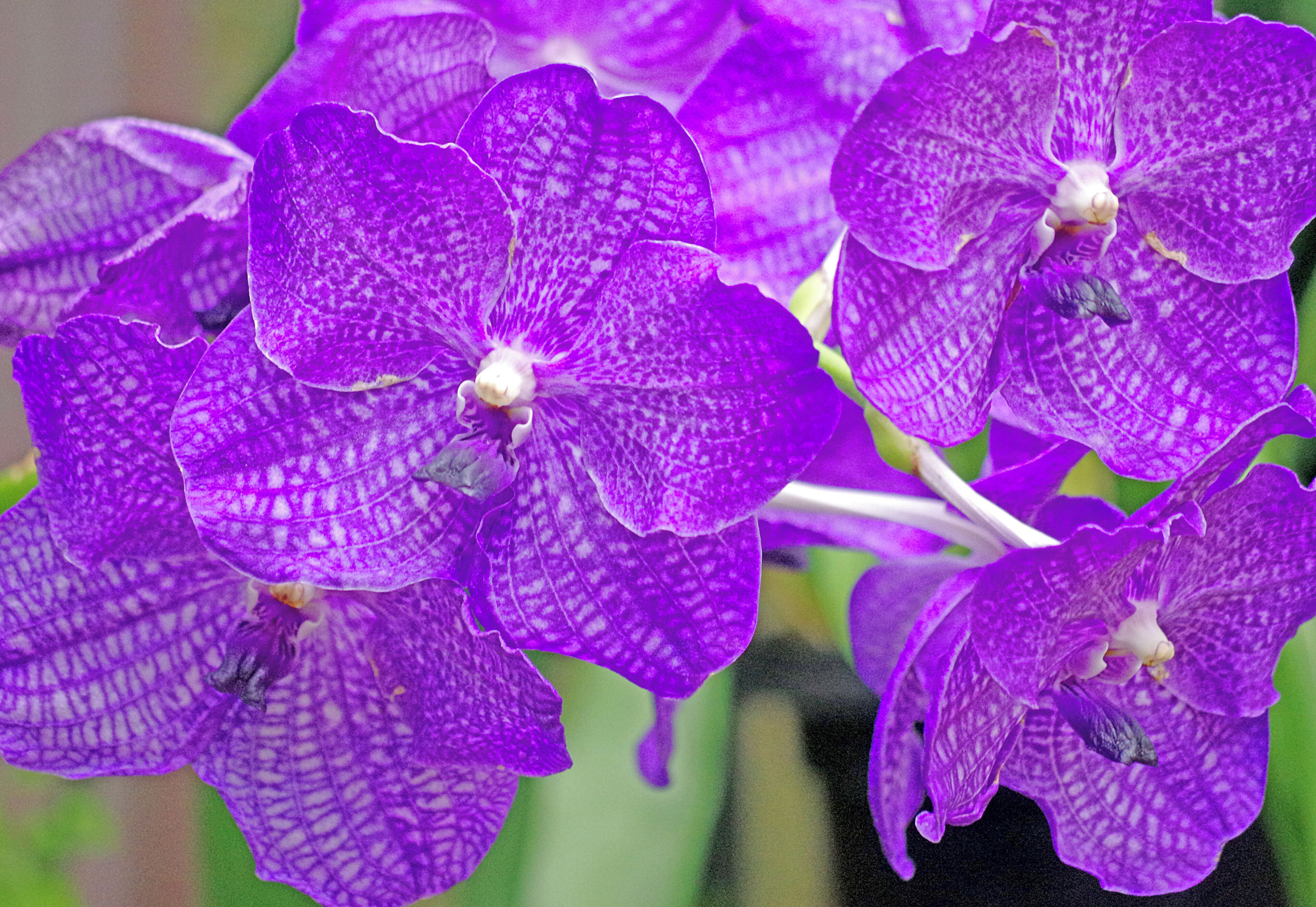 Longwood Garden is an American botanical garden. It consists of over 1,077 acres of gardens, woodlands and meadows in the Brandywine Creek Valley.  Part of their arboretum is an extensive Orchid display. #OnTheRoad