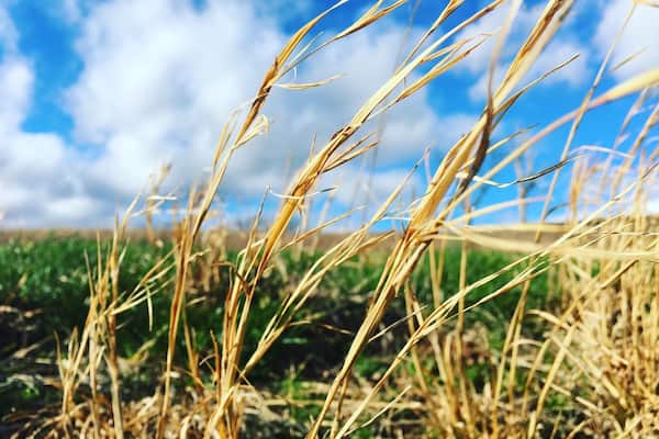 #Green spring is almost here