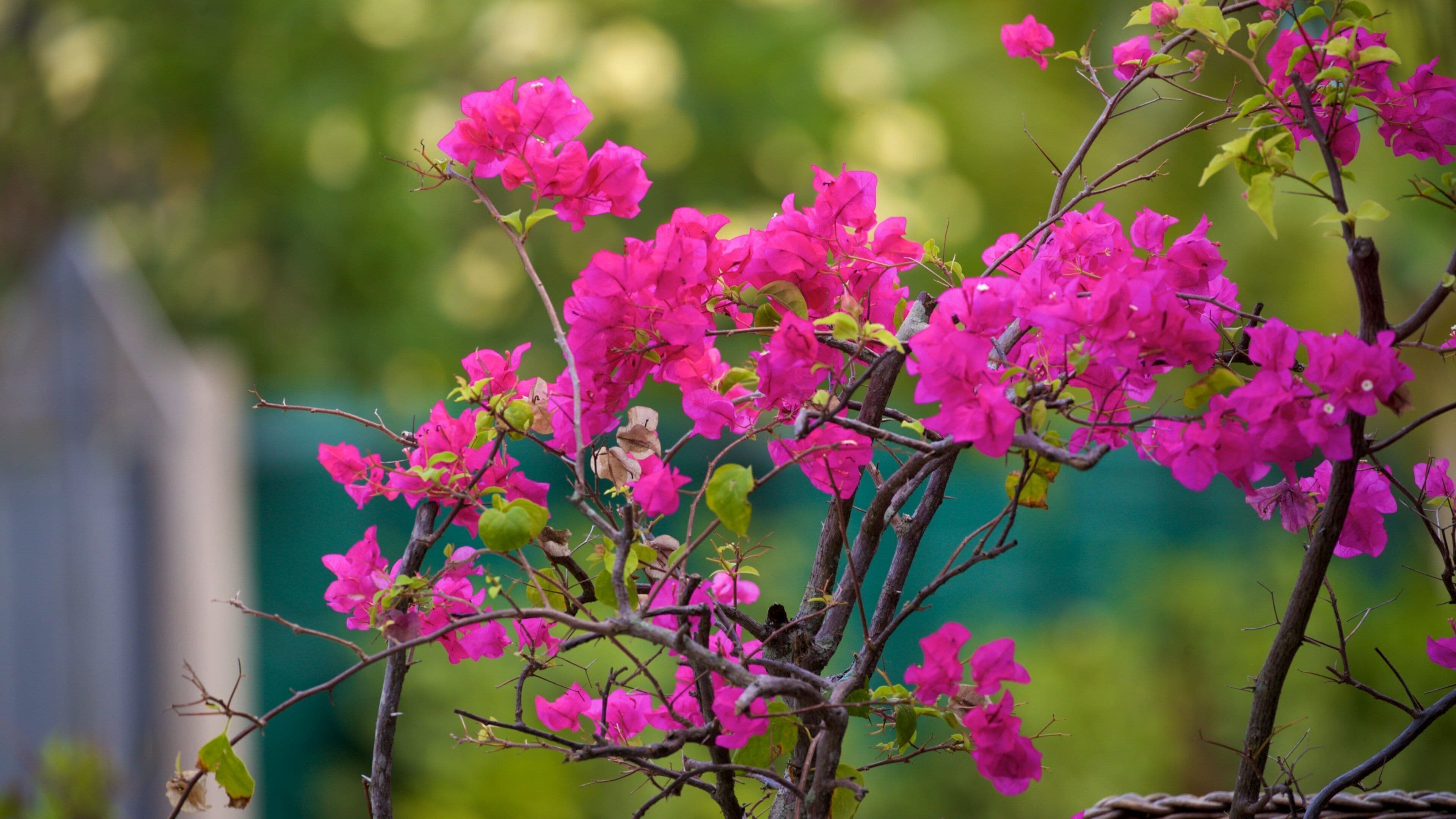 Matira Point showing wildflowers