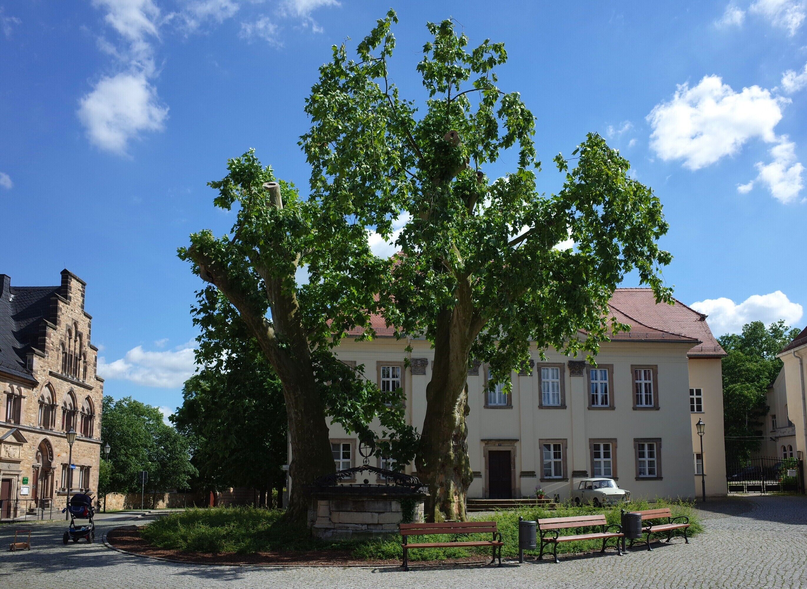 Naturdenkmal Platanen am Merseburger Dom
