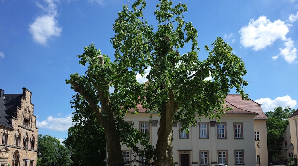 Naturdenkmal Platanen am Merseburger Dom