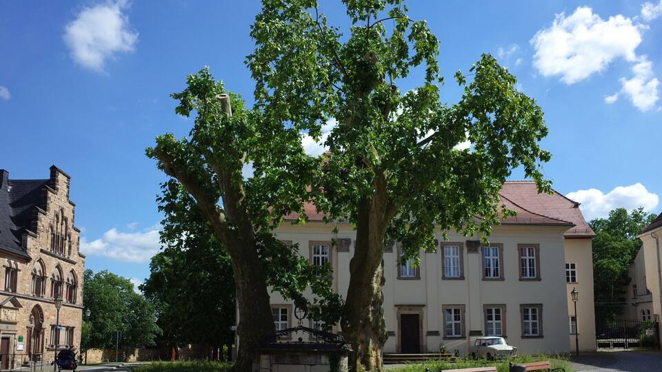 Naturdenkmal Platanen am Merseburger Dom