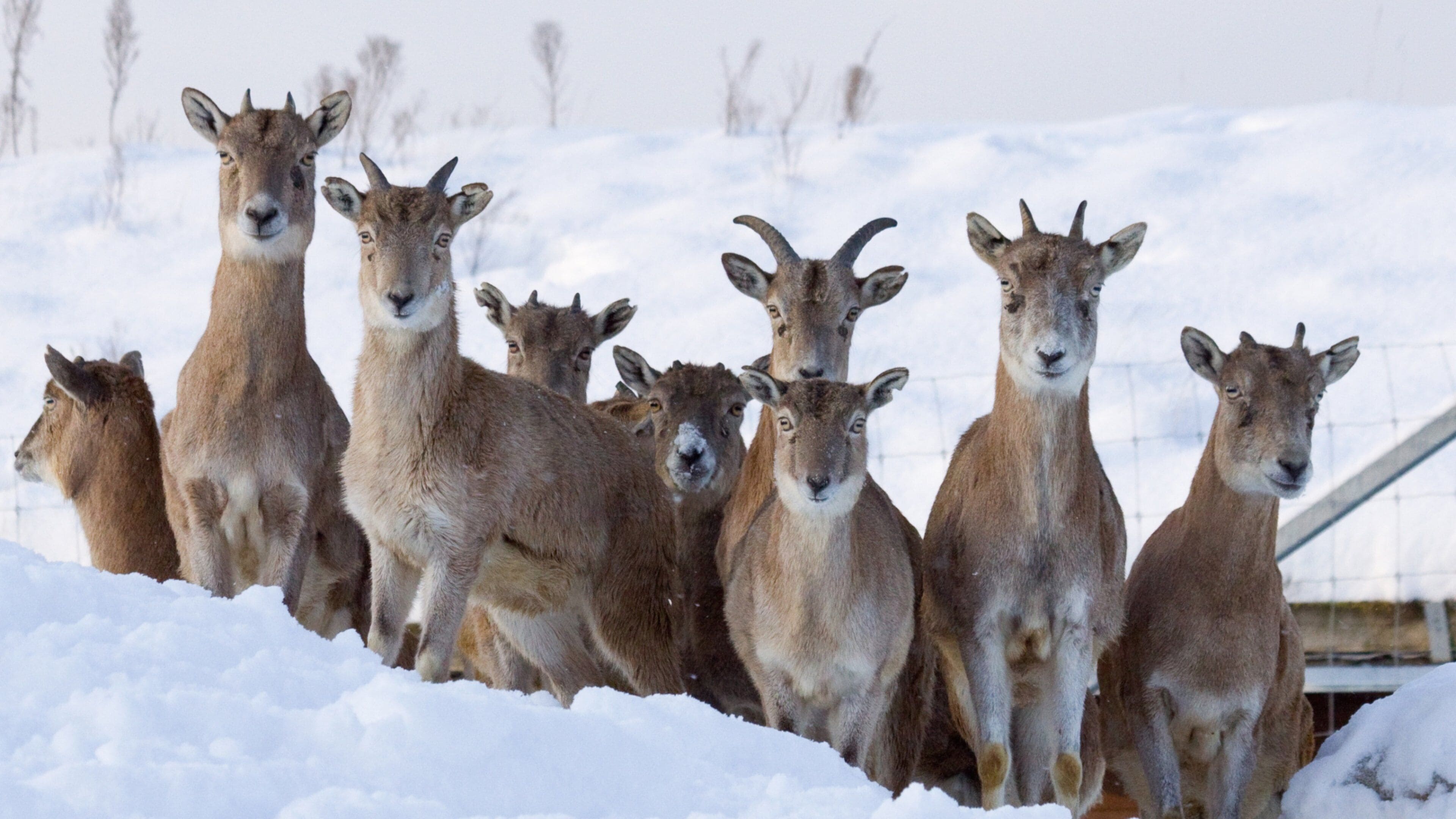 Tallinn Zoo featuring animals and snow