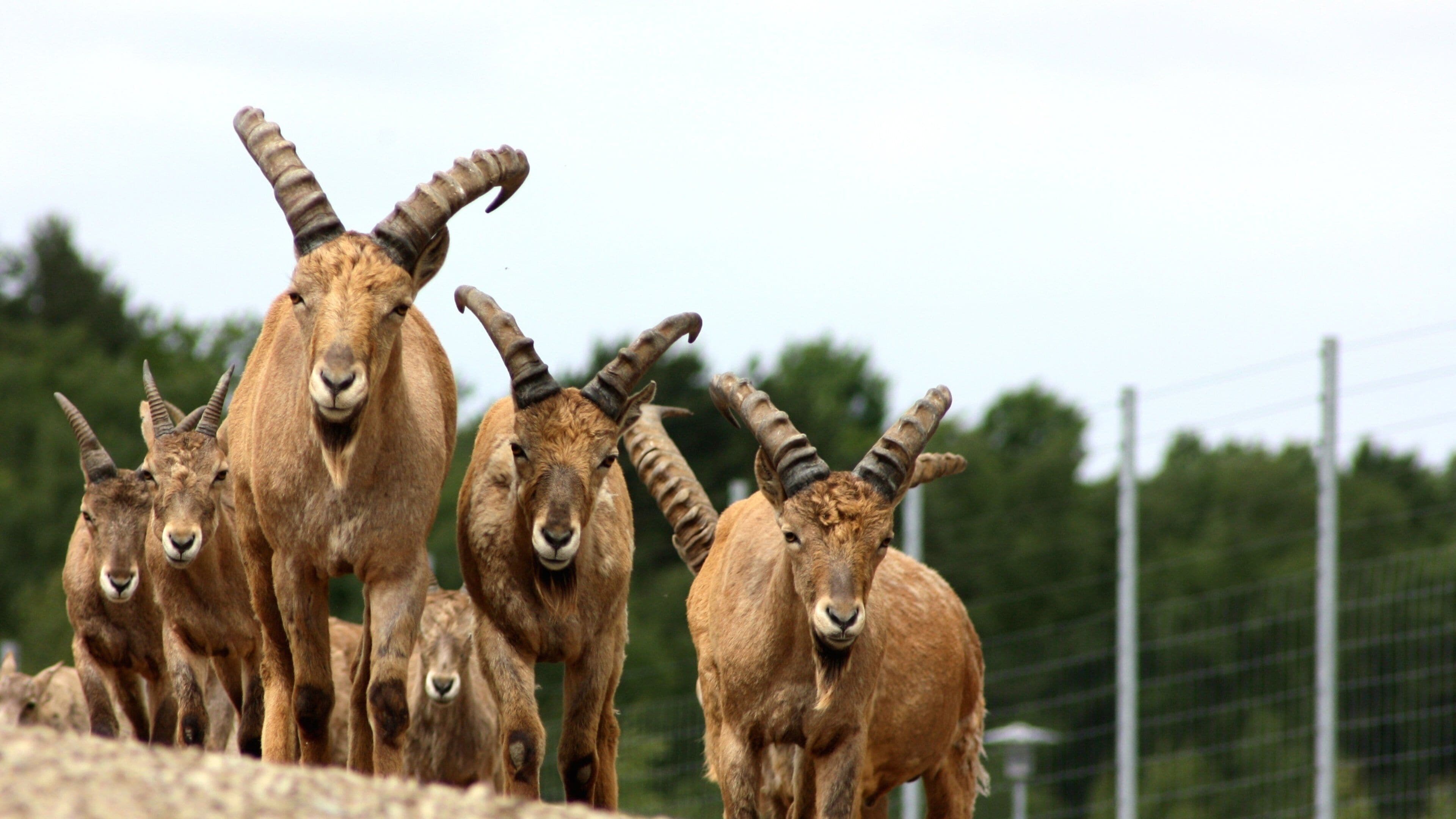 Tallinn Zoo showing animals