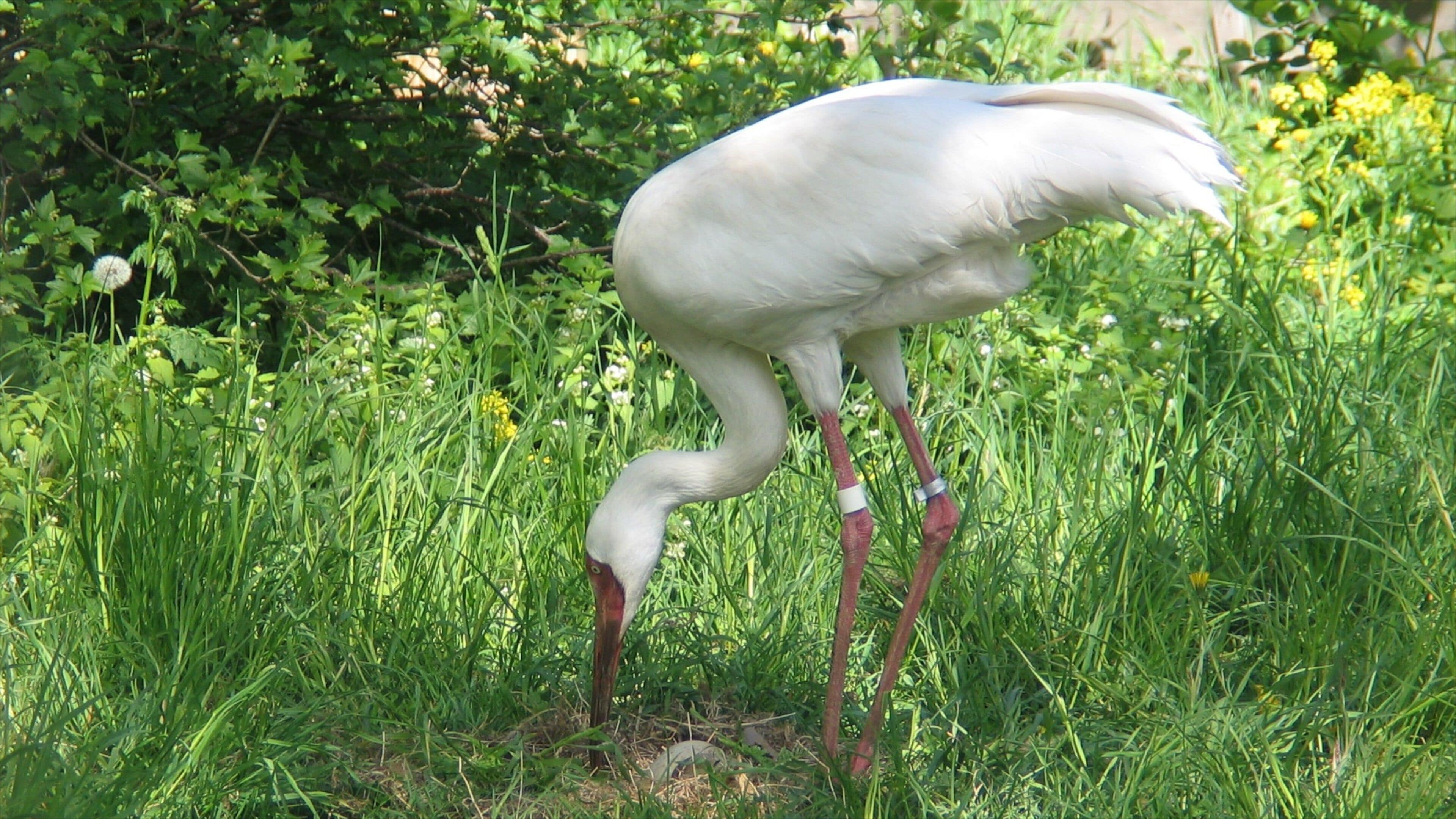 Tallinn Zoo featuring bird life