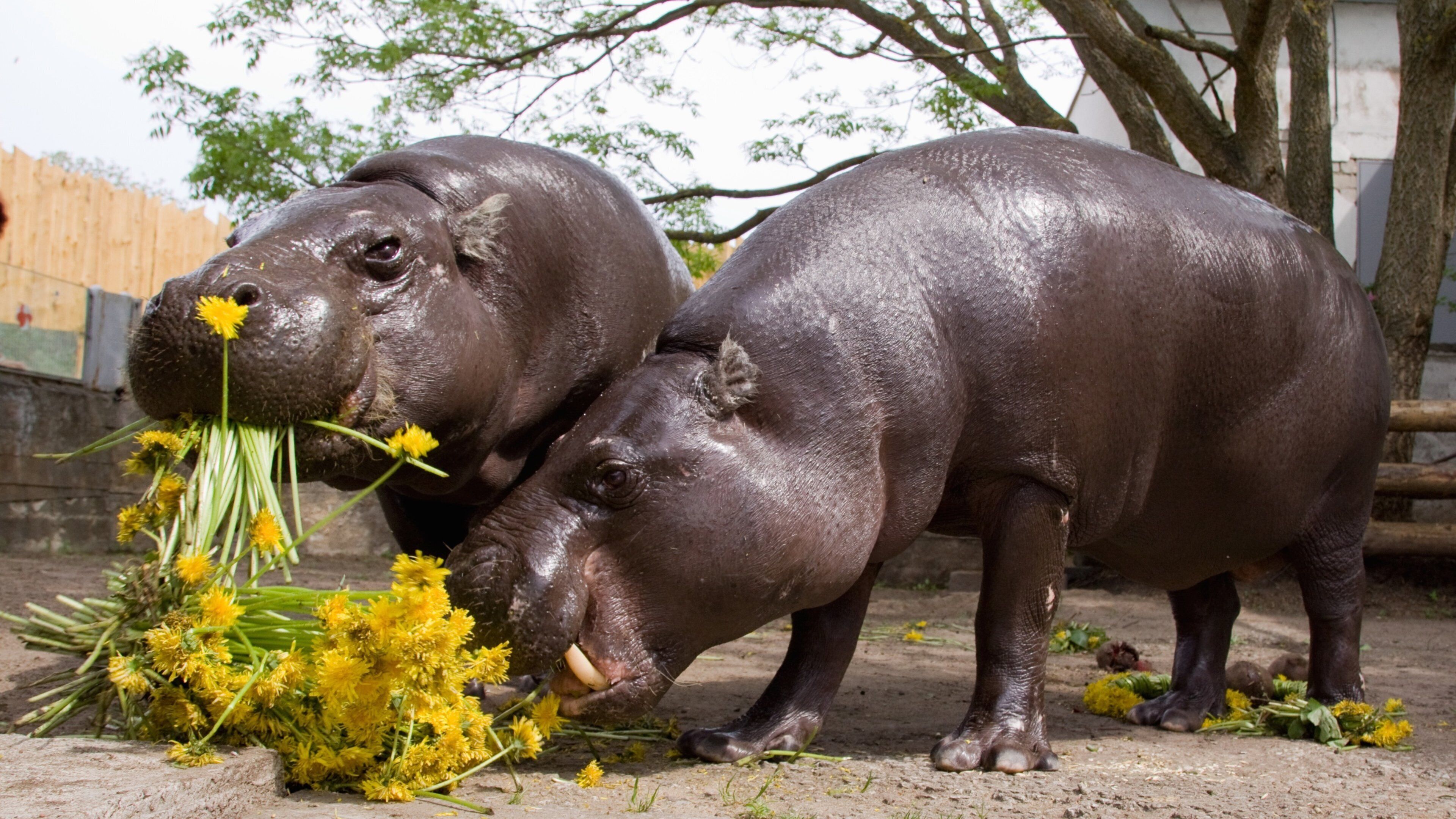 탈린 동물원 이 포함 동물 과 육지 동물