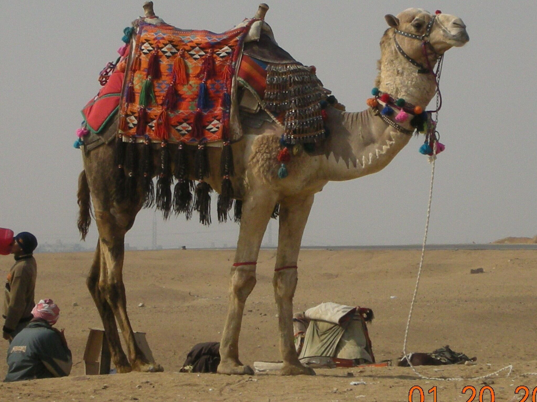There tons of camels just waiting for someone to ride them in Giza they are quite exotic