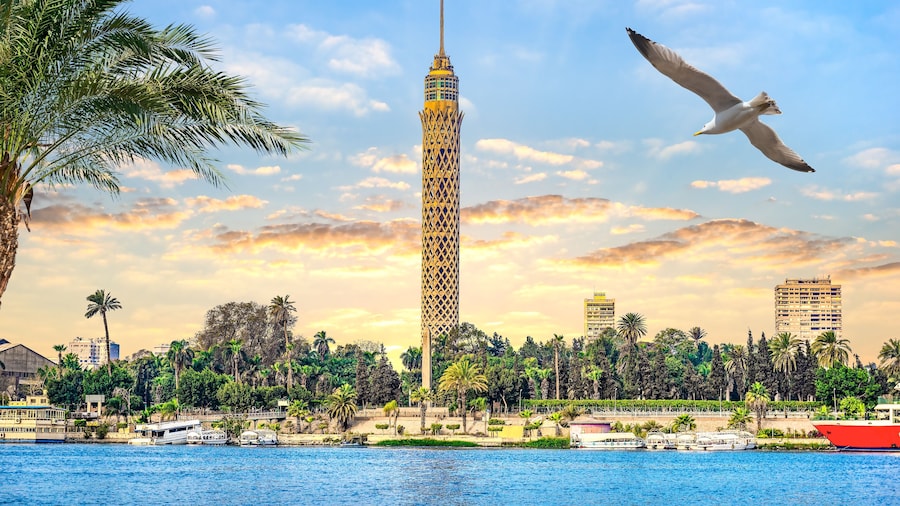 Seagull and Cairo TV Tower