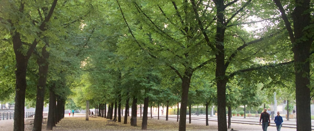 Lustgarten showing a park as well as a couple