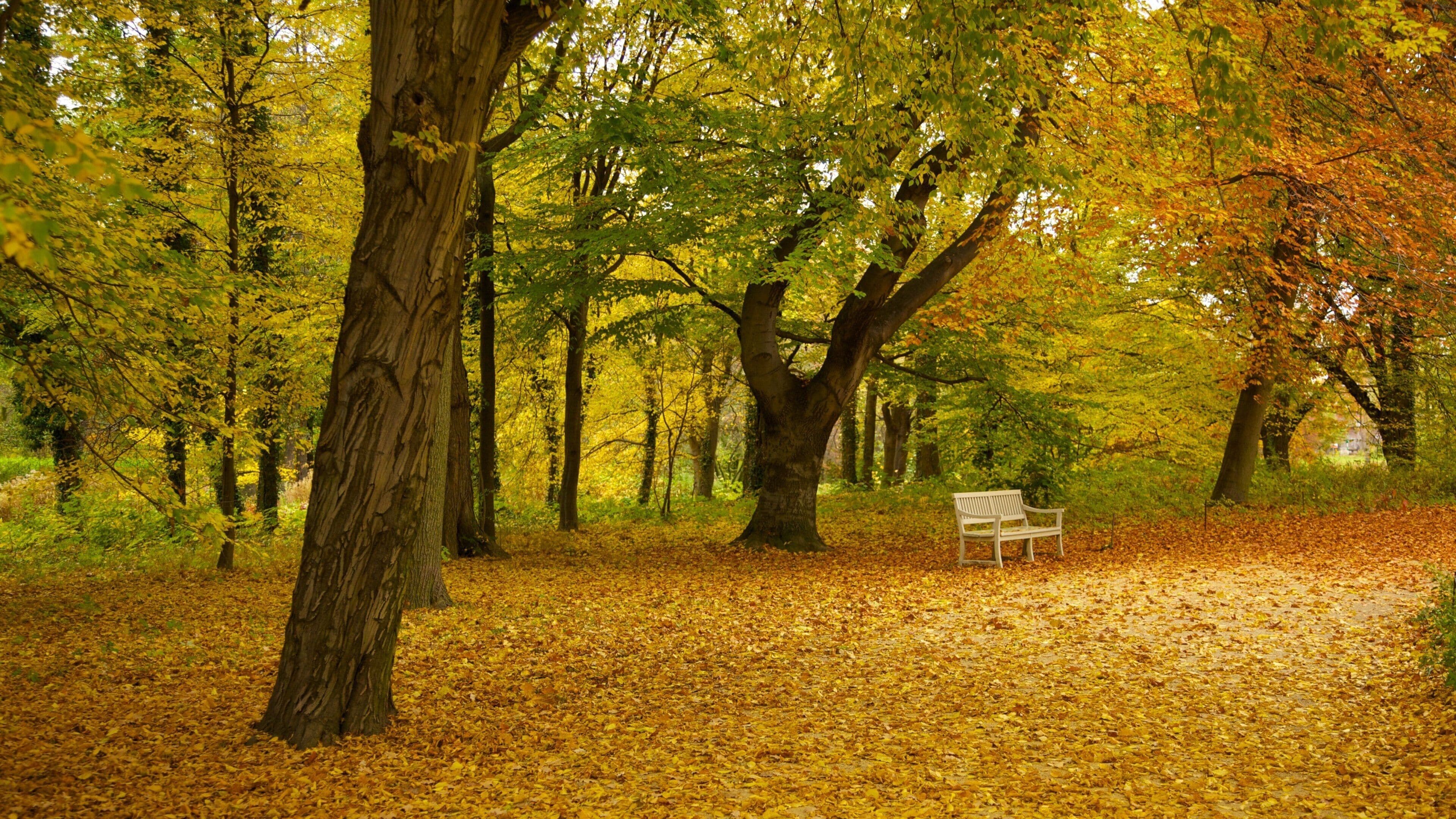 슐로스 샬로텐부르크 이 포함 풍경, 가을 색감 과 정원