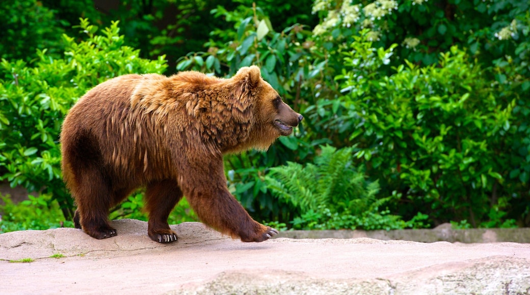 Hagenbeck Zoo featuring zoo animals and dangerous animals
