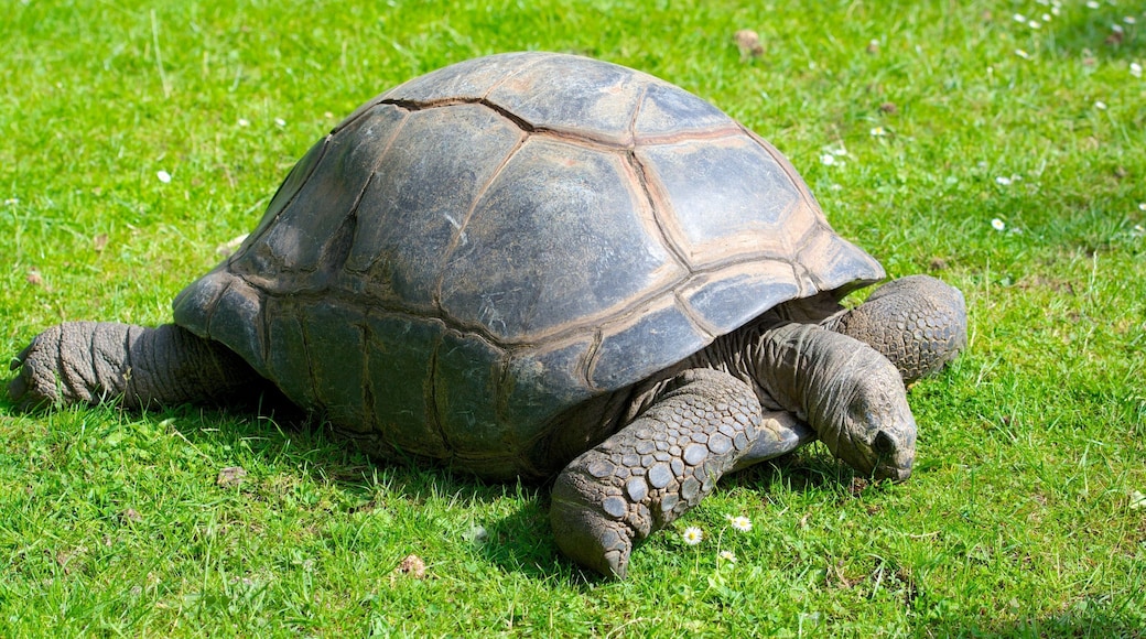 Hagenbeck Zoo featuring zoo animals and animals