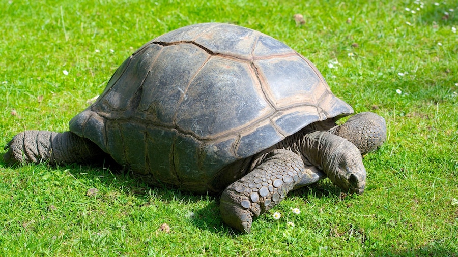 Hagenbeck Zoo featuring zoo animals and animals