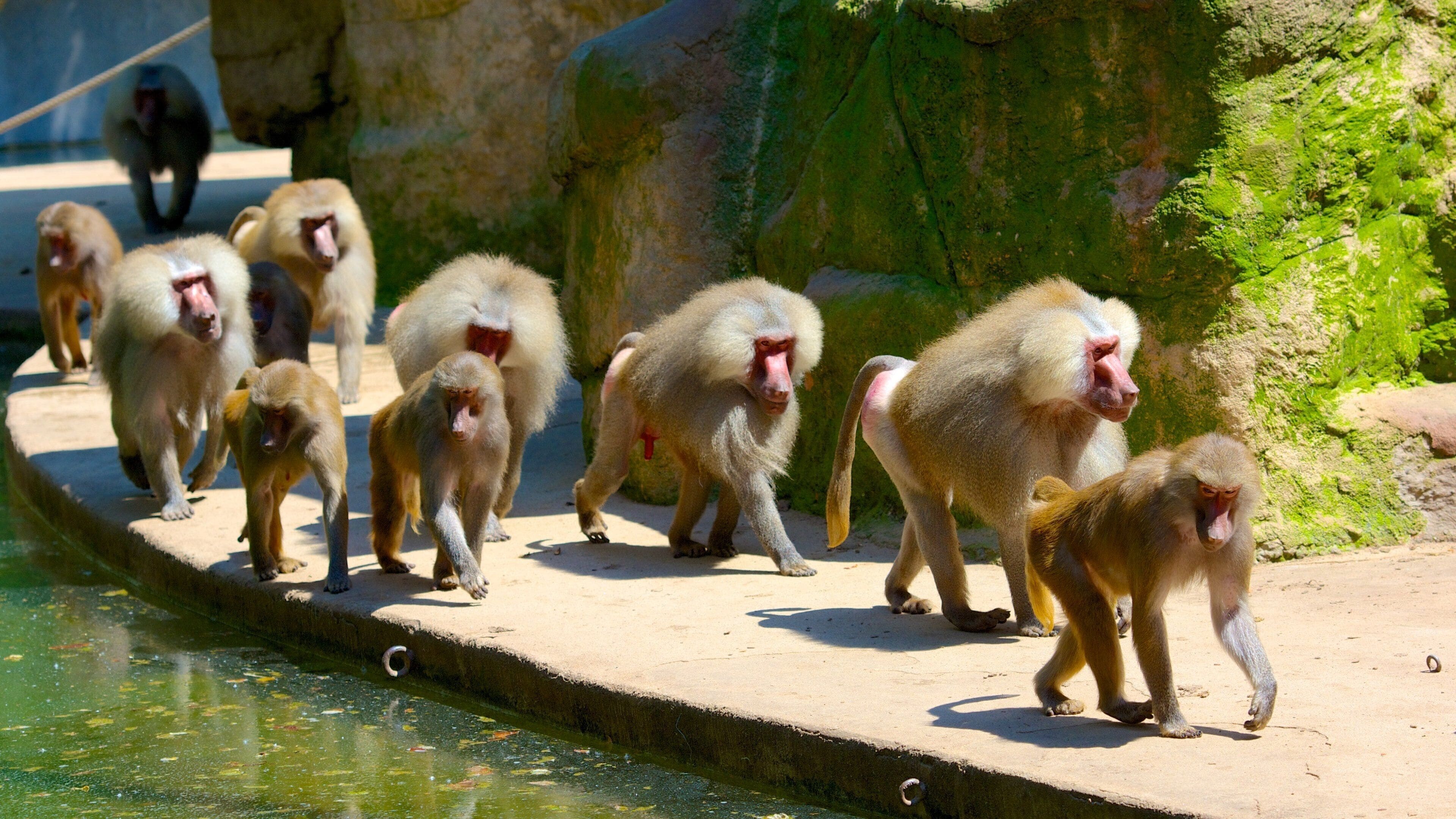 Cologne Zoo which includes animals and zoo animals