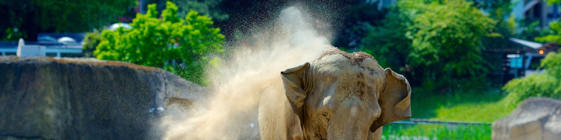 An elephant in a sandy enclosure with large rocks and greenery in the background.