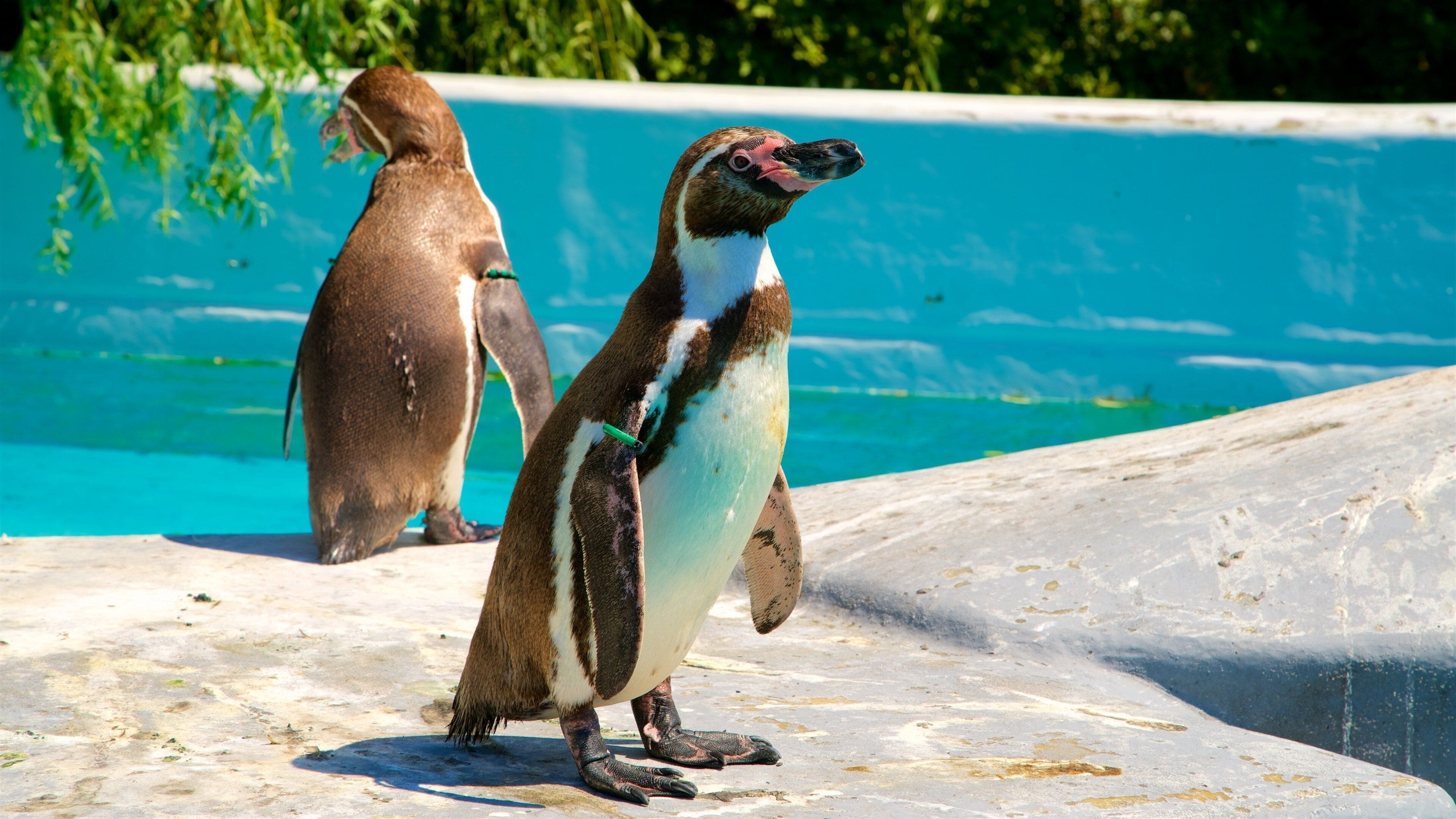 Zoológico de Colônia