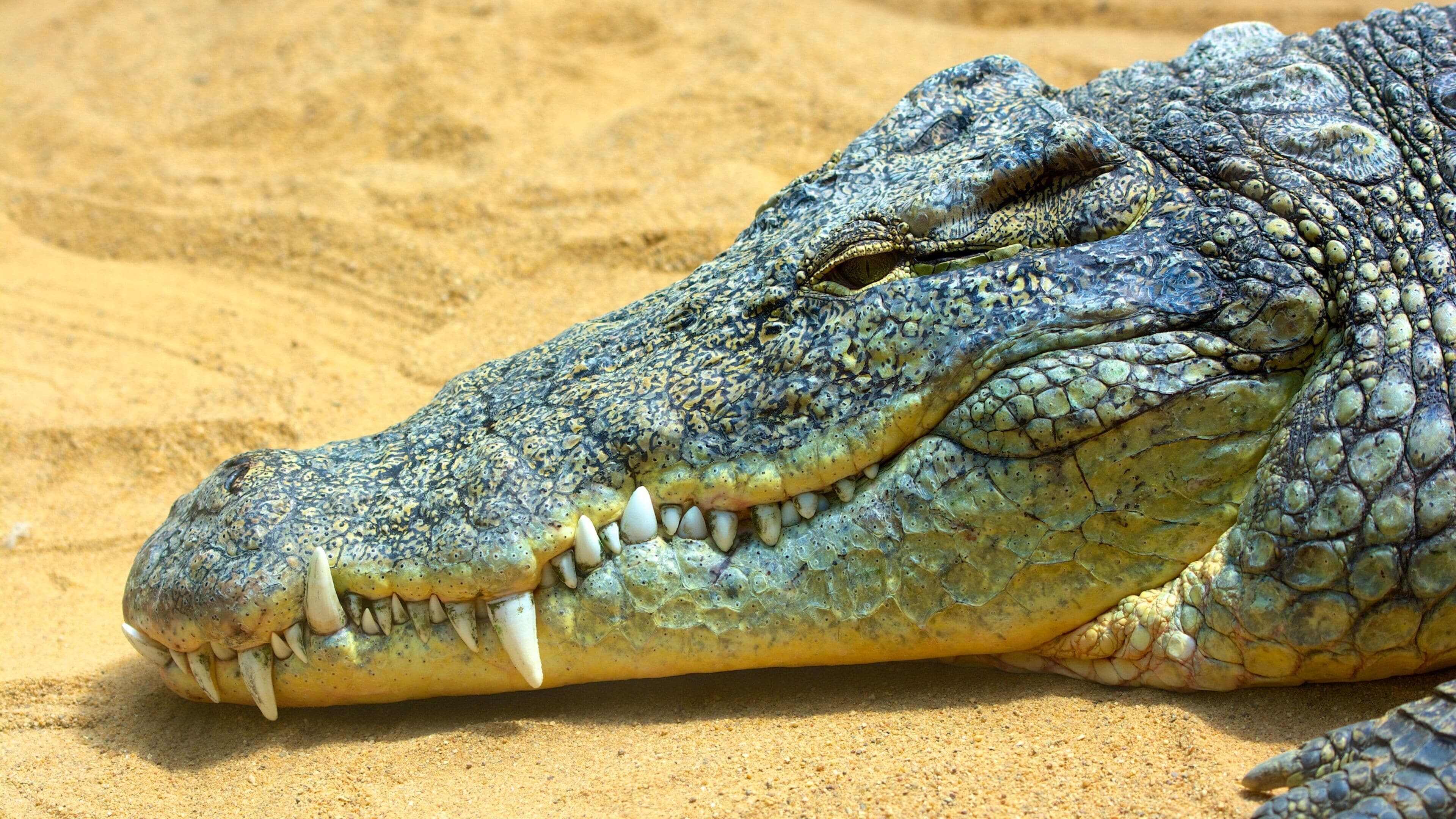 Dierentuin van Keulen inclusief dierentuindieren en gevaarlijke dieren