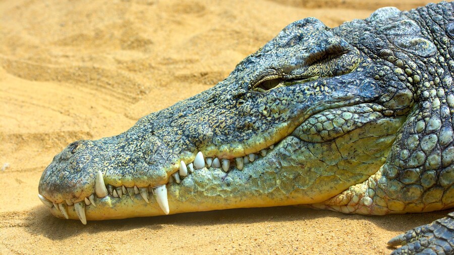 Dierentuin van Keulen inclusief dierentuindieren en gevaarlijke dieren