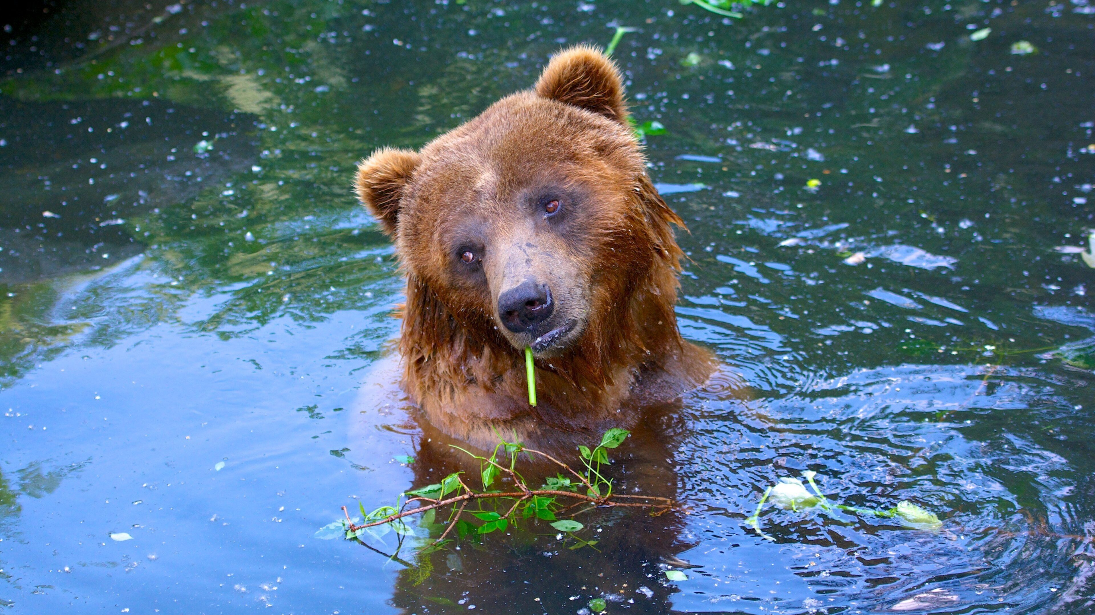 Cologne Zoo which includes zoo animals and dangerous animals
