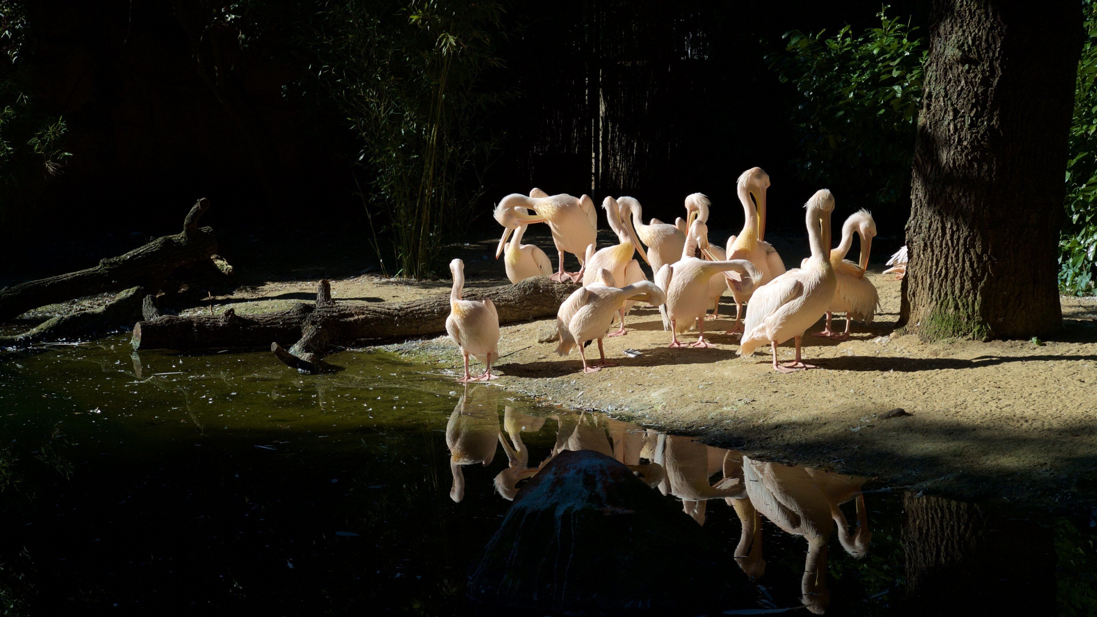 Hannover Zoo featuring zoo animals and bird life