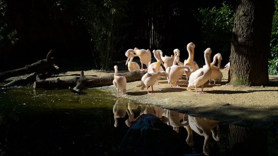 Hannover Zoo featuring zoo animals and bird life