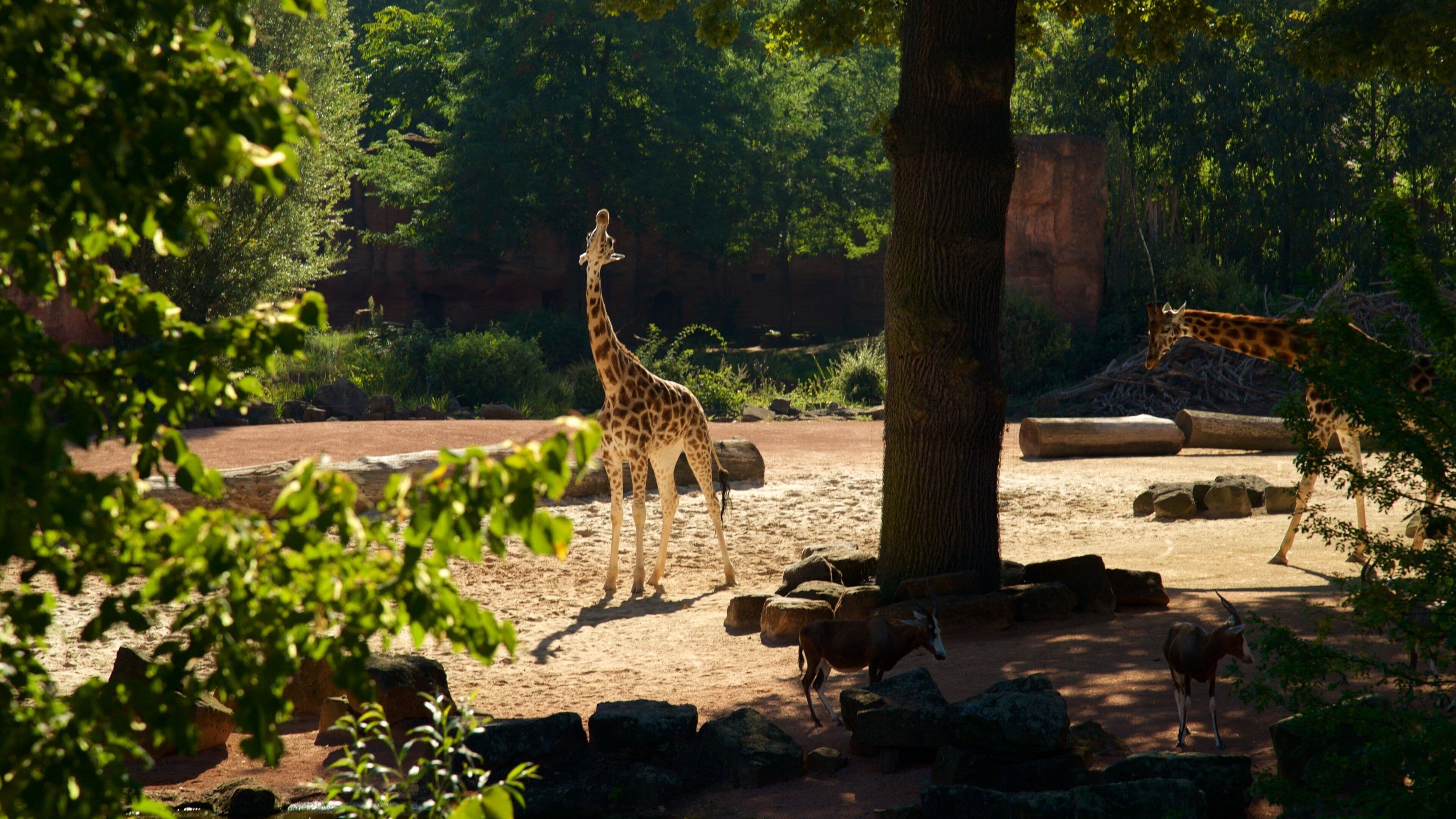 Hannover Zoo which includes zoo animals and land animals