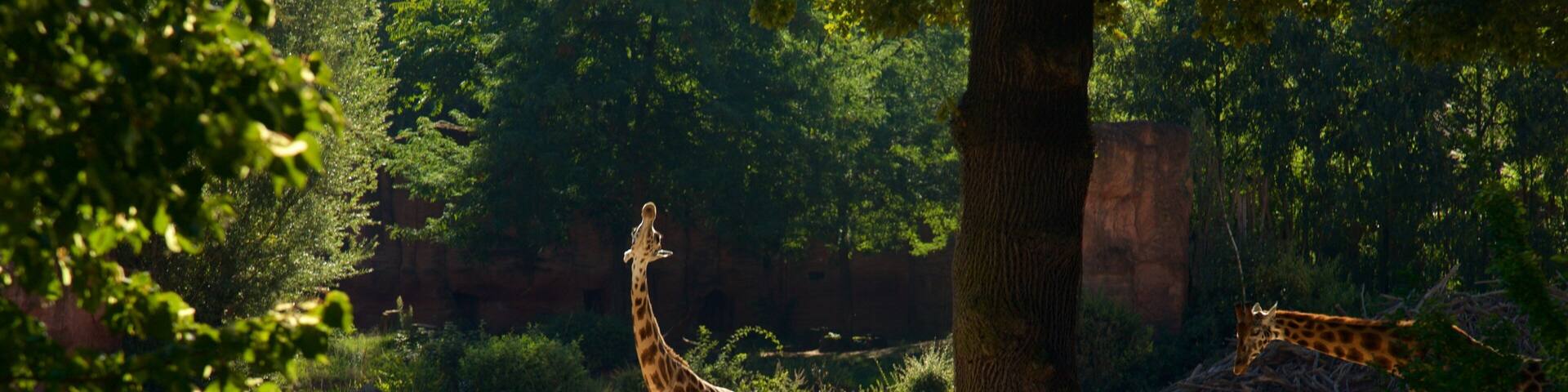 A giraffe standing near a tree in a zoo enclosure.