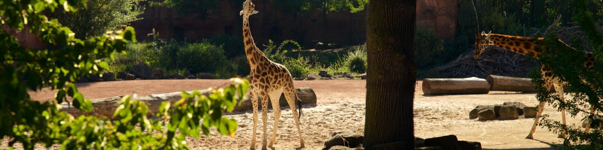 Uma girafa próxima a uma árvore em um recinto de zoológico.