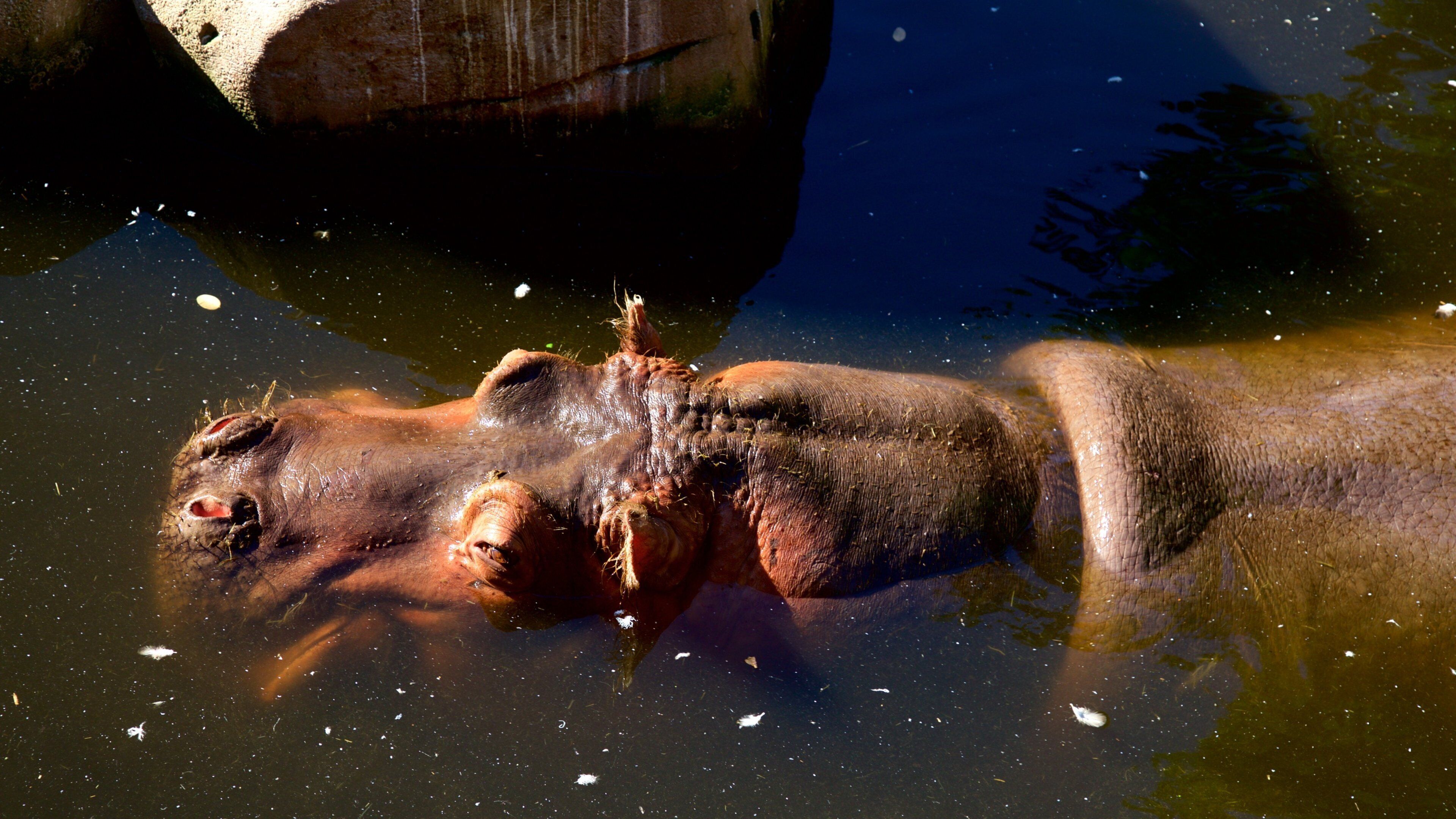 Hannover zoologiske hage som inkluderer dyrehagedyr og landdyr