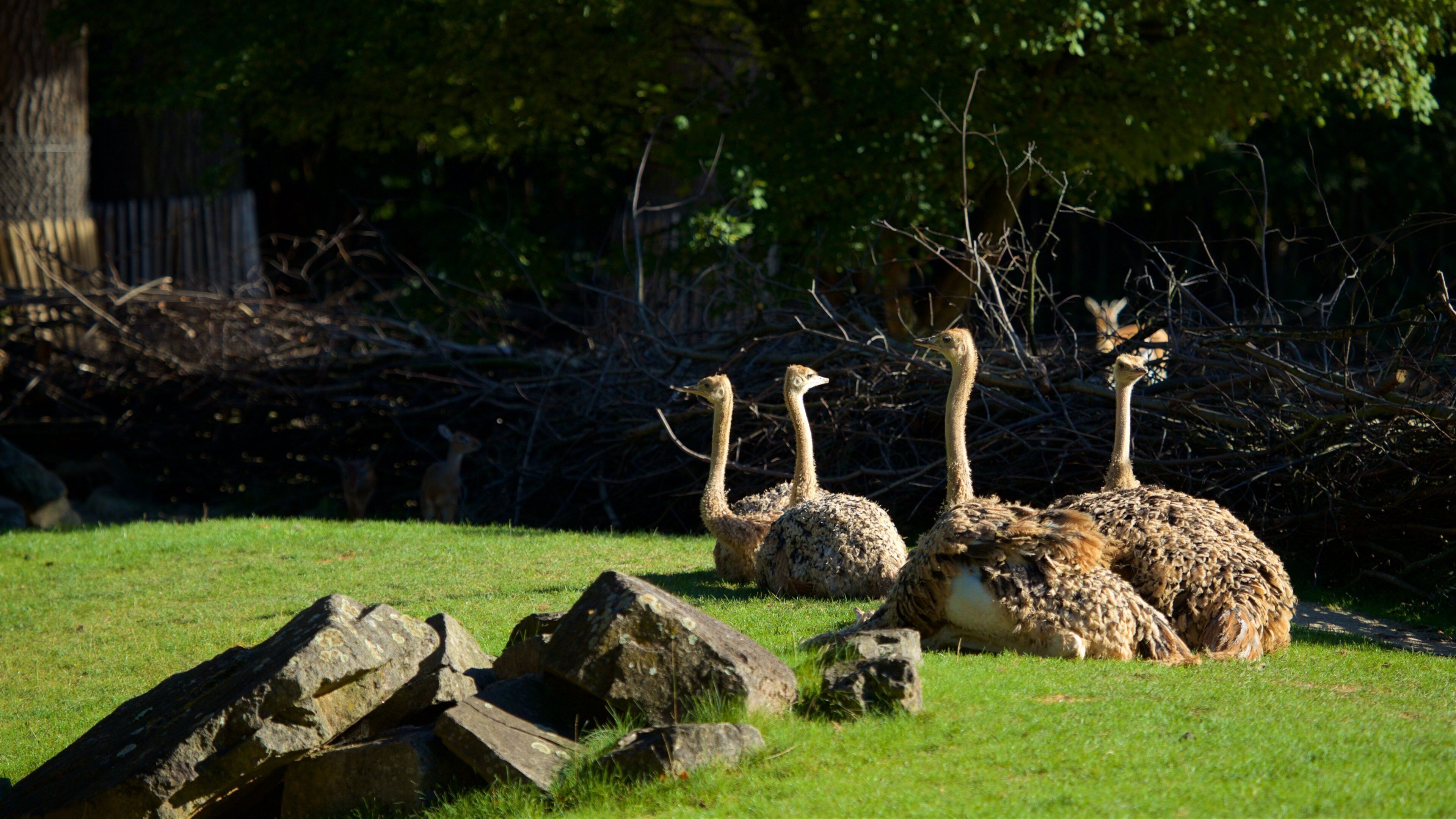 Zoo de Hannover ofreciendo vida de las aves y animales del zoológico