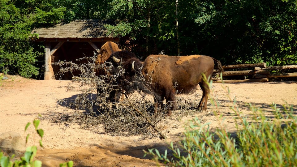 Hannover Zoo featuring land animals and zoo animals