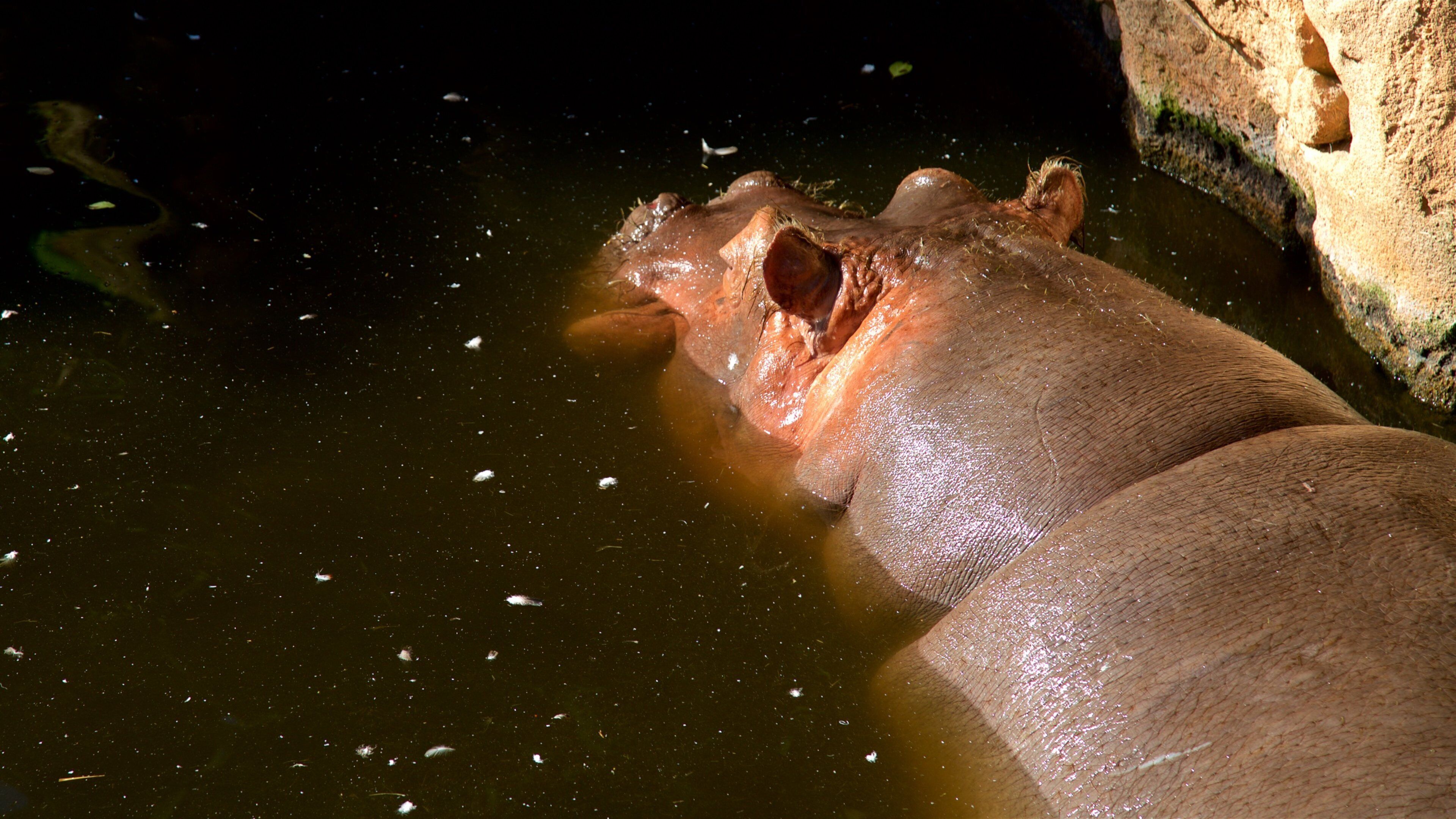 Zoo de Hannover ofreciendo animales del zoológico y animales terrestres