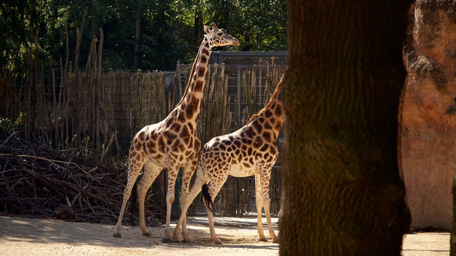 Hannover Zoo caracterizando animais terrestres e animais de zoolĂłgico