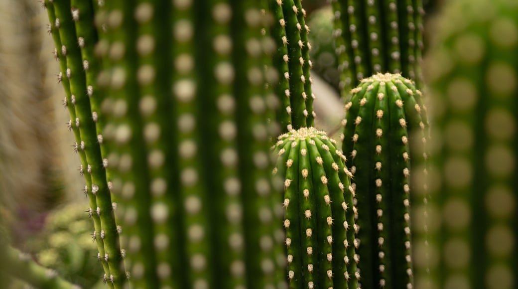Berggarten showing desert views