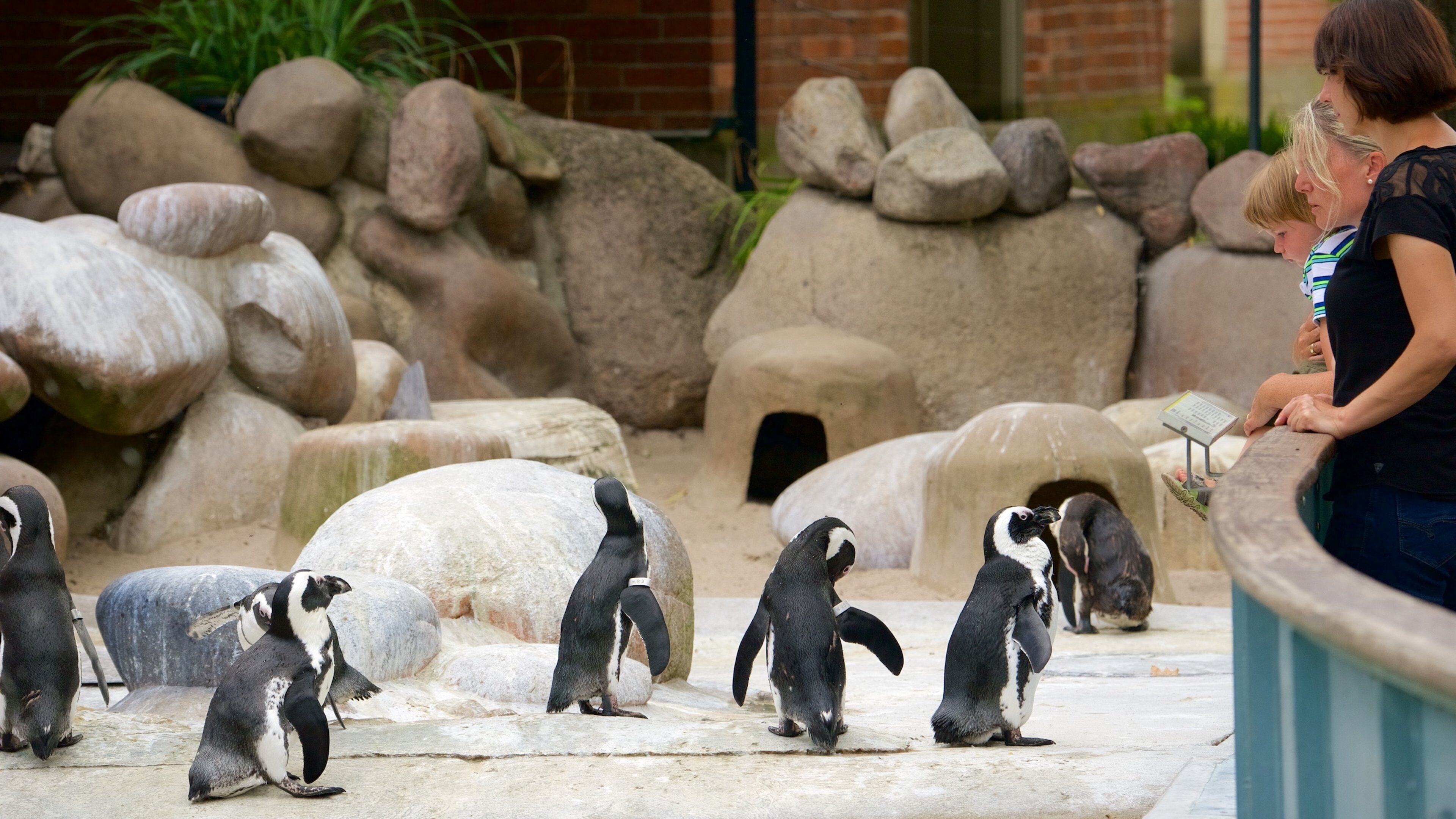 Wilhelma Zoo fasiliteter samt utsikt, fugleliv og dyrehagedyr