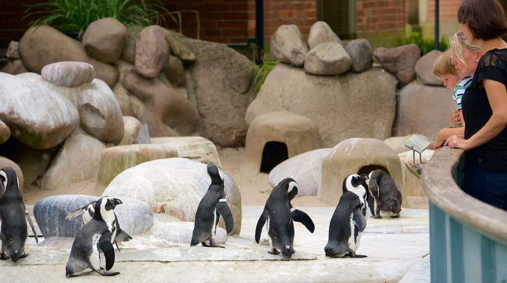 Wilhelma Zoo fasiliteter samt utsikt, fugleliv og dyrehagedyr