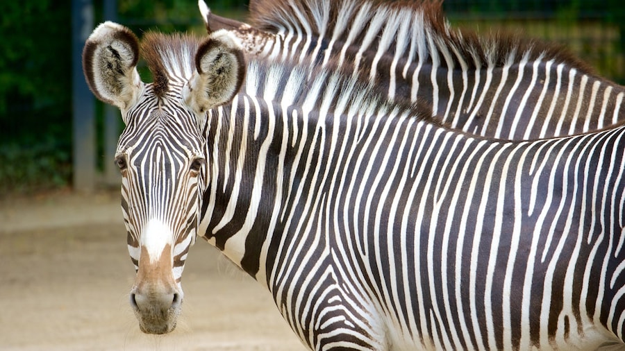 Zoo de Wilhelma mettant en vedette animaux terrestres et animaux de zoo
