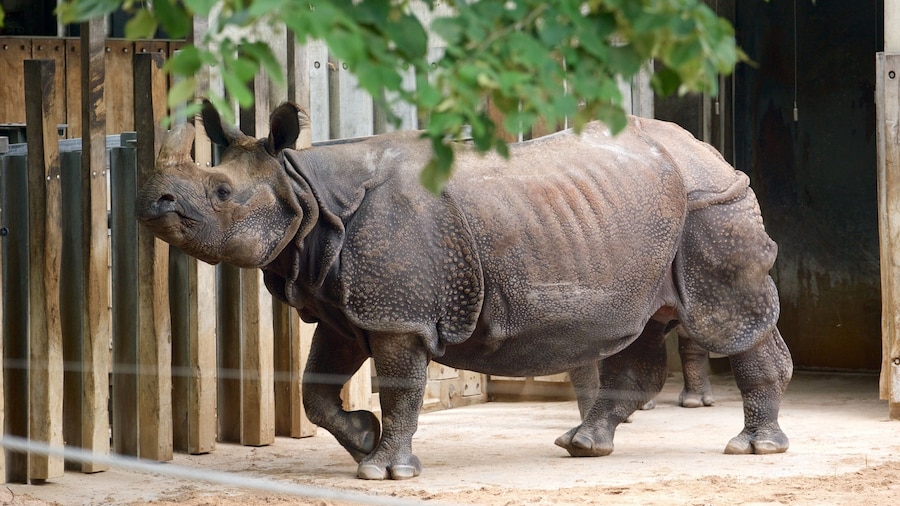 Zoo de Wilhelma que incluye animales del zoológico y animales terrestres