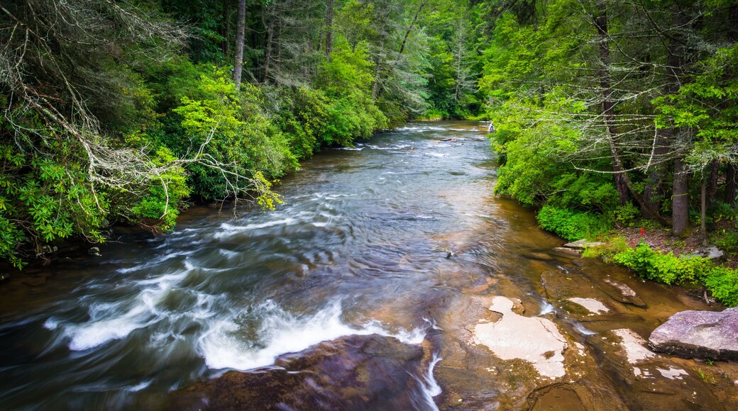 Little River, in Dupont State Forest, North Carolina.