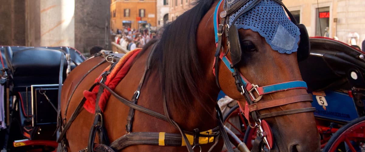 Piazza della Rotonda featuring land animals