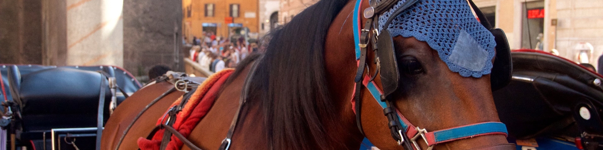 Piazza della Rotonda que inclui animais terrestres