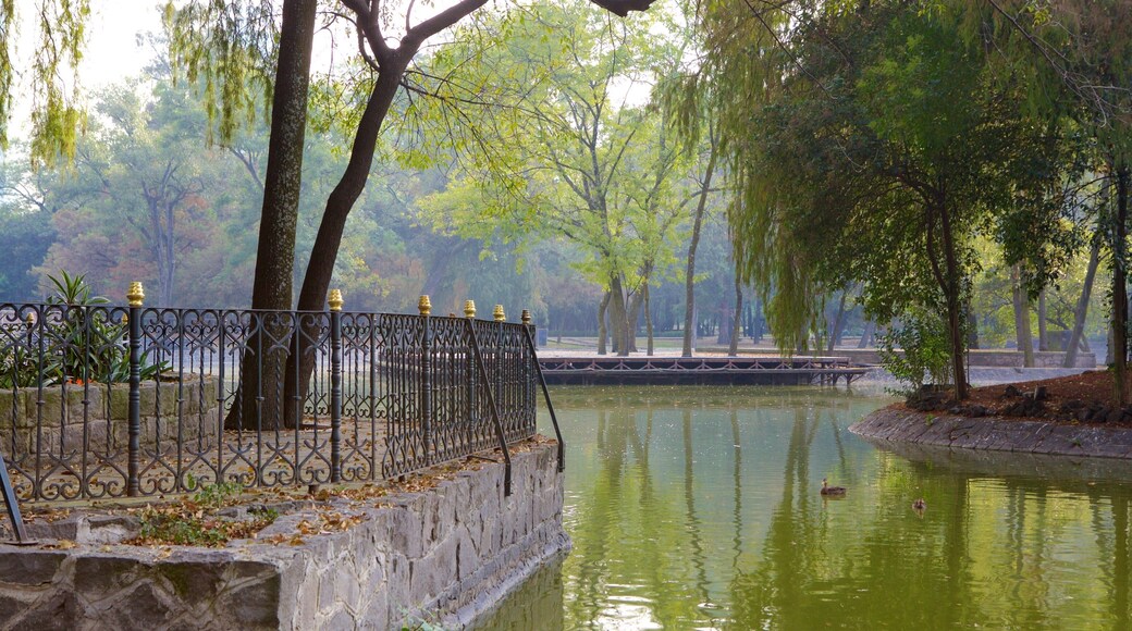 Parque Chapultepec caracterizando um parque e um lago ou charco