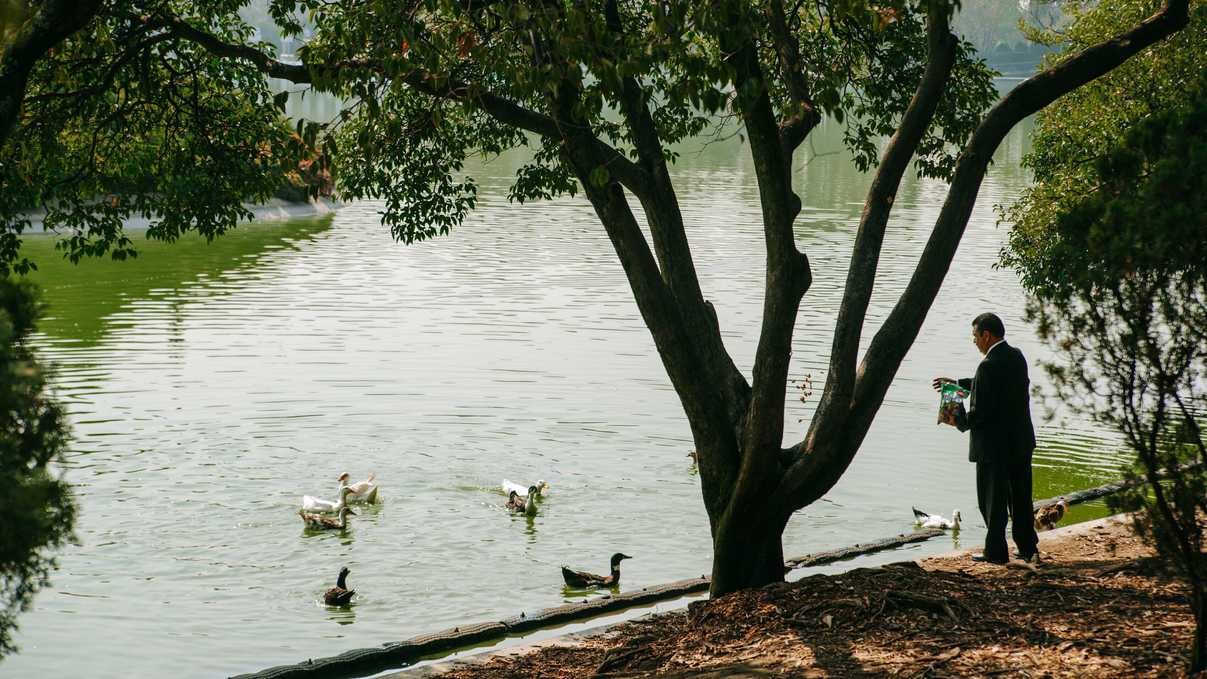 Chapultepec Park featuring bird life and a pond as well as an individual male