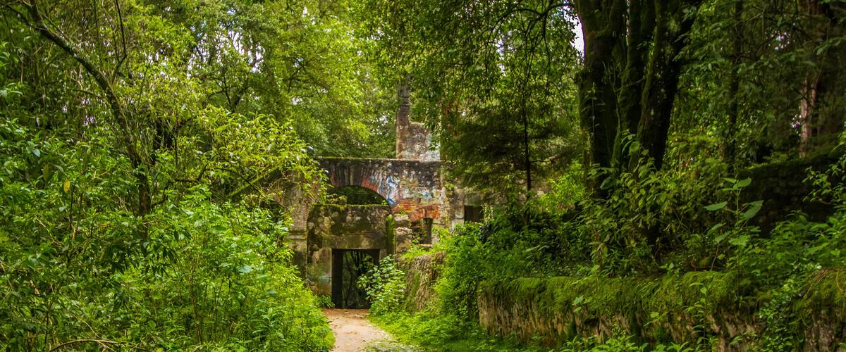 Desierto de los leones, mexico