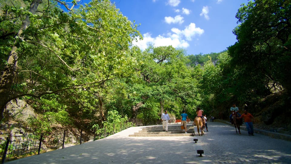 A stone pathway surrounded by lush green trees and a clear blue sky.