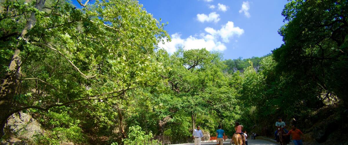A stone pathway surrounded by lush green trees and a clear blue sky.