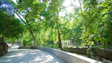 Cascada Cola de Caballo showing a garden