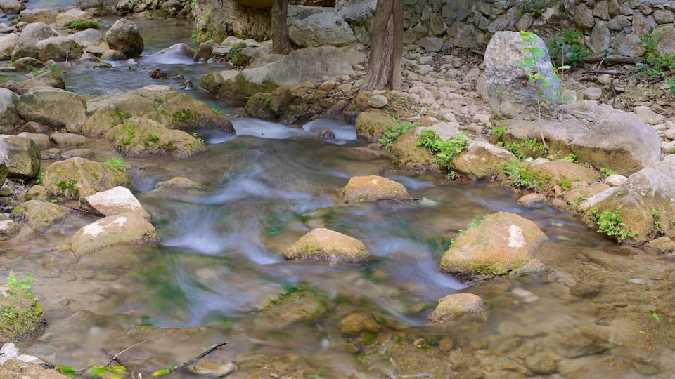 A clear stream flowing over rocks with moss and small plants growing around.